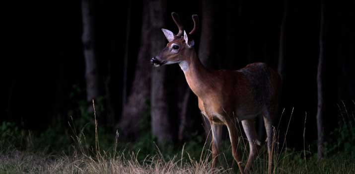 Can-Deer-See-In-The-Dark