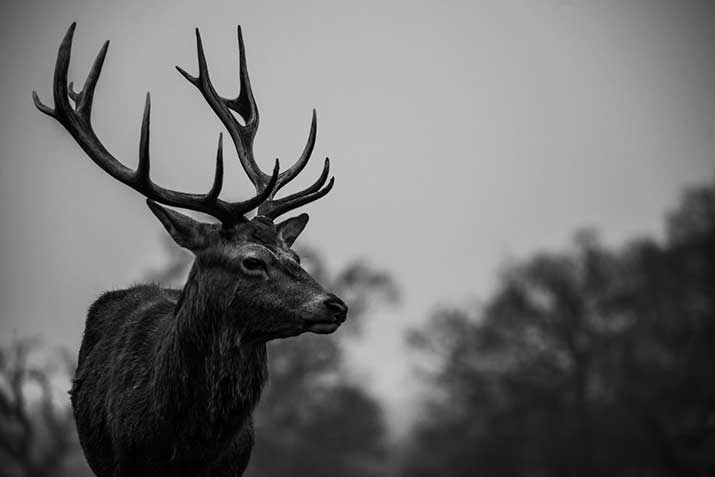 Deer in wind and rain