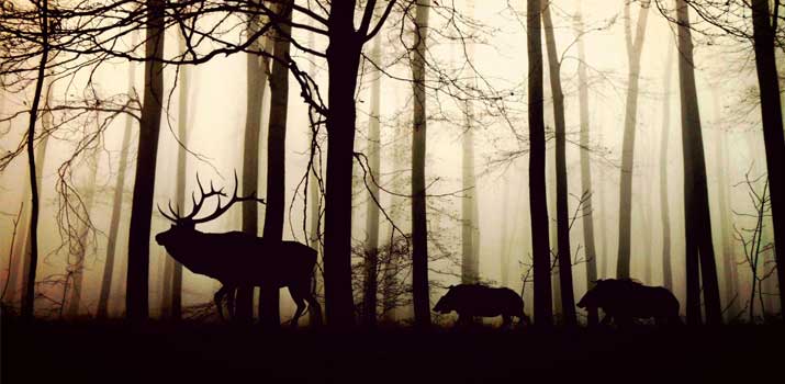 Deer moving in rain