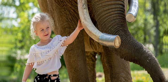 Elephant friendly with a human girl