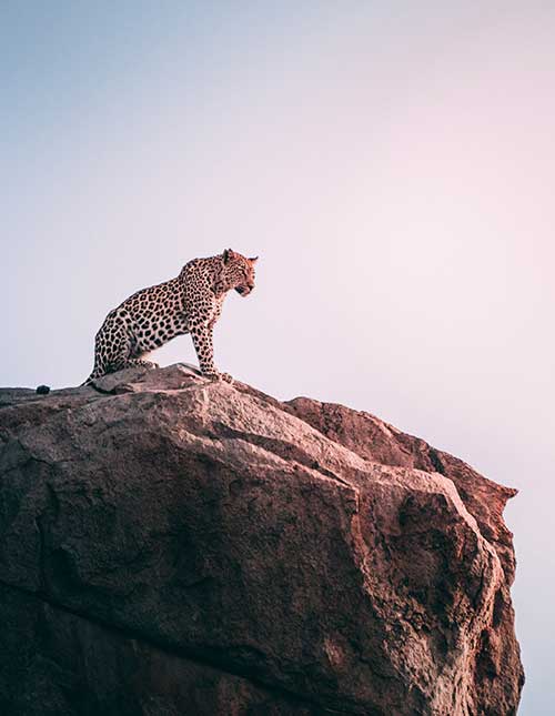 Leopard sitting on rock - everyday wild life