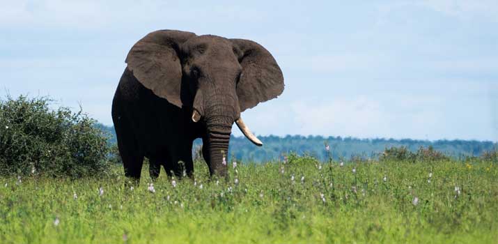 Wild Elephant less familiar with human behavior