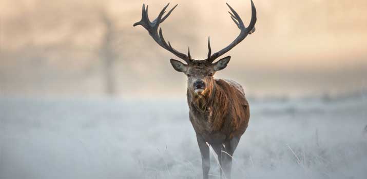 Active deer during nightfall