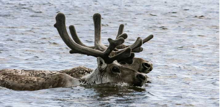 Deer swimming in water