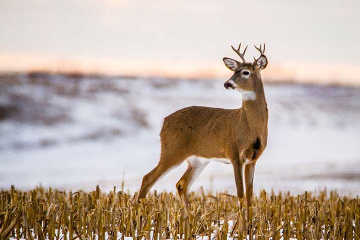 Different Species of Deer have different gestation periods