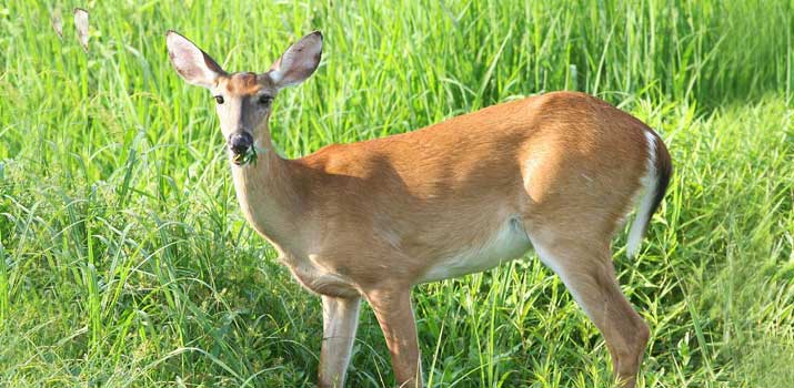 Pregnant Deer standing in grass