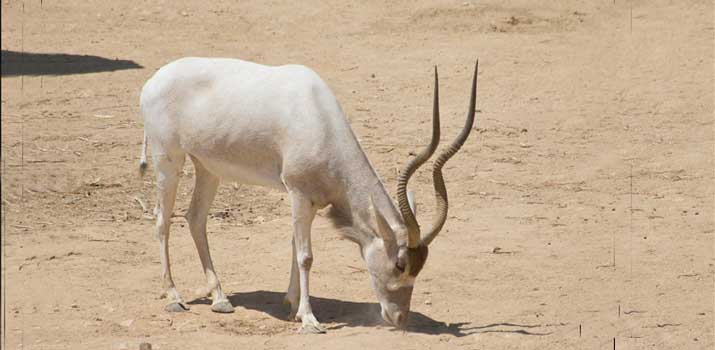 Addax similarities to deer