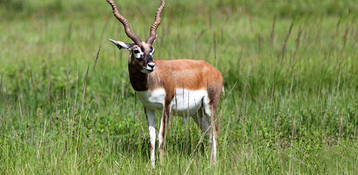 Blackbuck similarities to deer