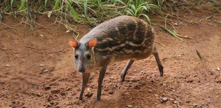 Chevrotain-similarities-with-deer