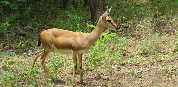 Chinkara similarities to deer