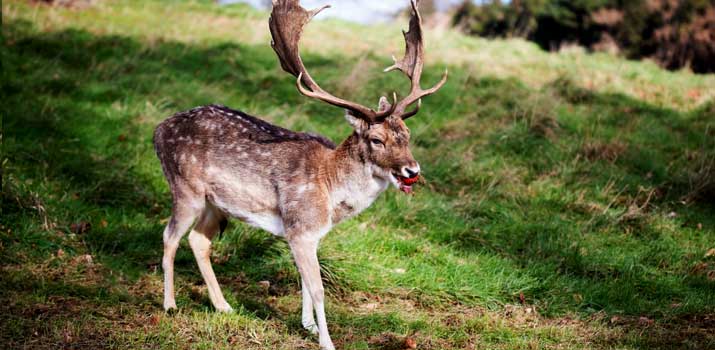 Deer eating an apple