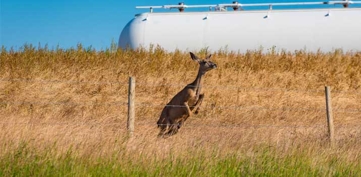 Deer jumping over a pretty high fence