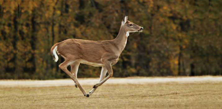 Deer running fast through the open field