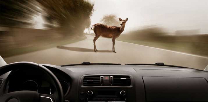 Deer running in front of car