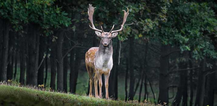 Deer showing it's physical appearance and characteristics