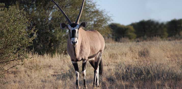 Gemsbok similaraties to deer