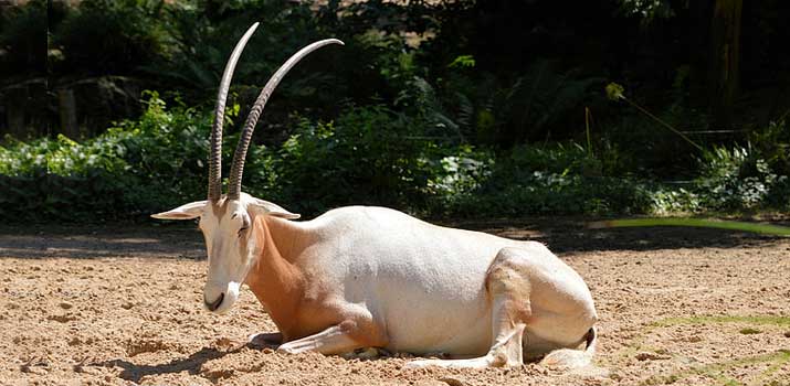 Giant Sable similarities to deer