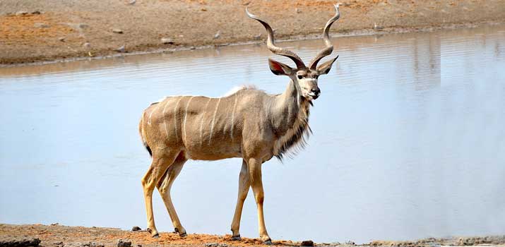 Greater Kudu similarities with deer