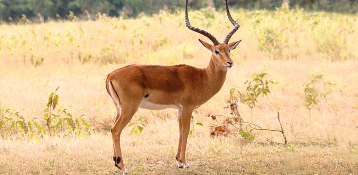 Impala similarities to deer