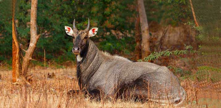 Nilgai similarities with deer