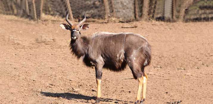 Nyala similarities to deer