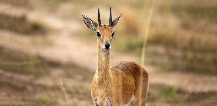 Oribi similarities to deer