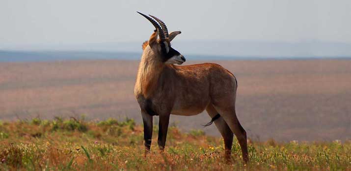 Roan Antelope similarities to deer