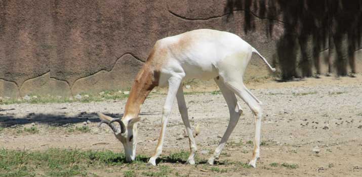 Speke s Gazelle similarities to deer