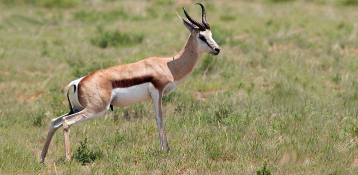 Springbok similarities to deer