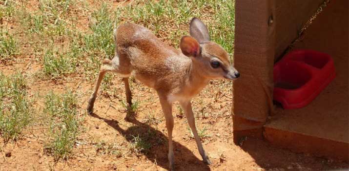 Suni similarities to deer