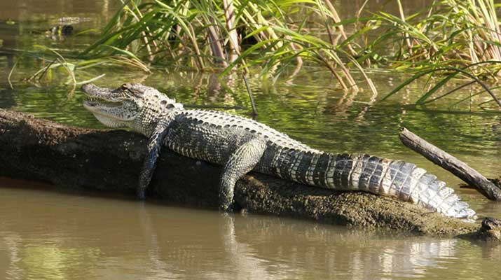 Alligators in a lake
