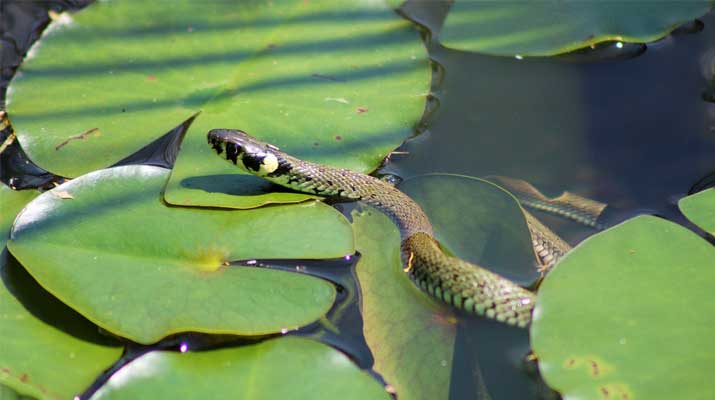 Aquatic Snake in a lake