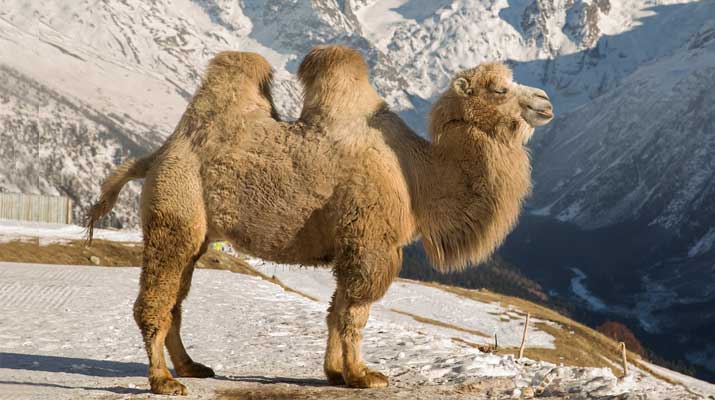 Bactrian Camel with manes