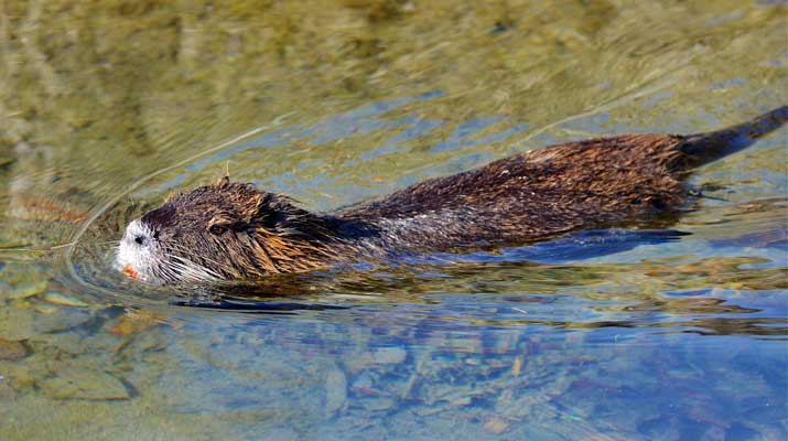 Beaver in a lake