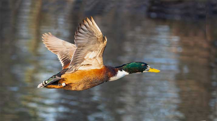 Duck flying across the lake