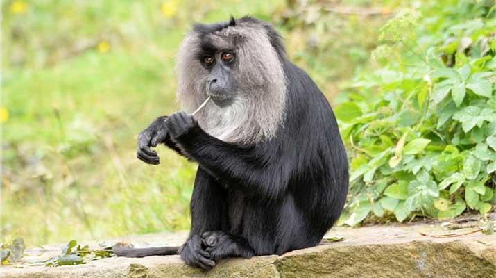 Lion-Tailed Macaque with manes