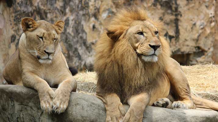 Lion with manes