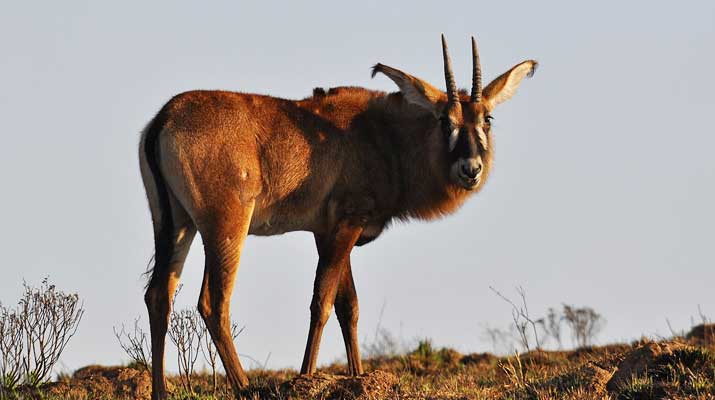 Roan Antelope with manes