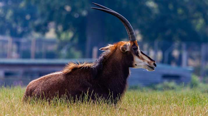 Sable Antelope with manes