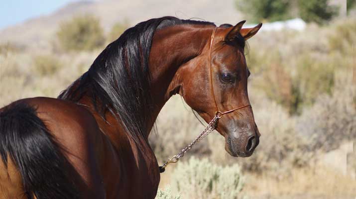 Wild Horse manes