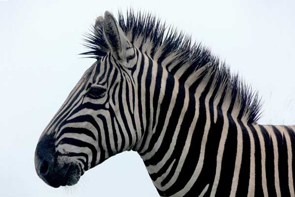 Zebra with manes