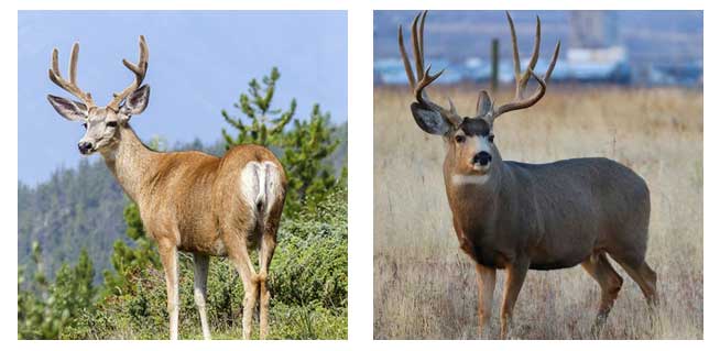 Whitetail Vs Mule Deer, 6 Key Differences | Moving Giants