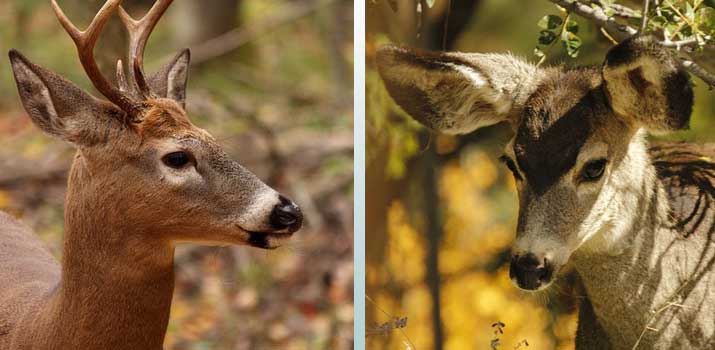 Whitetail deer vs Mule deer - comparing image