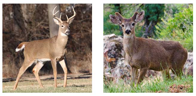 Whitetail Vs Mule Deer, 6 Key Differences | Moving Giants