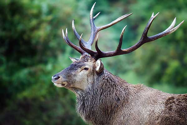 Estimating age of a deer by looking at its antlers