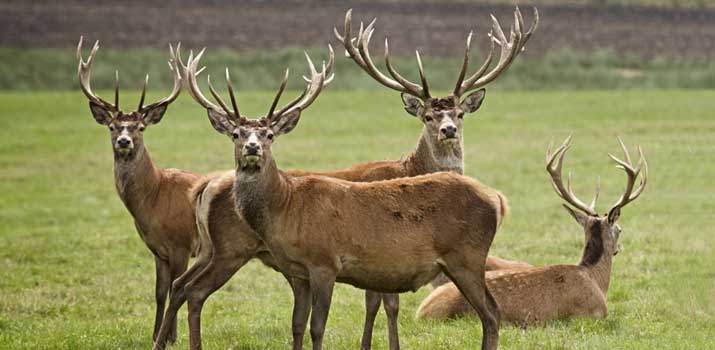 How To Tell The Age Of A Deer By Its Antlers