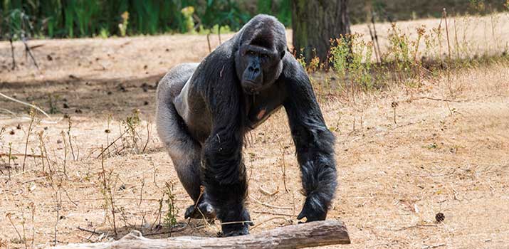 Gorilla as an example of an amimal without tail